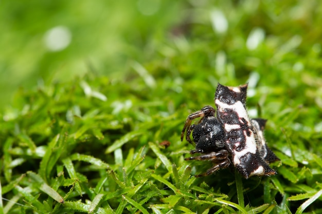 Macro spider op gras bos