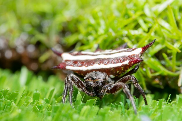 Macro spider on the plant