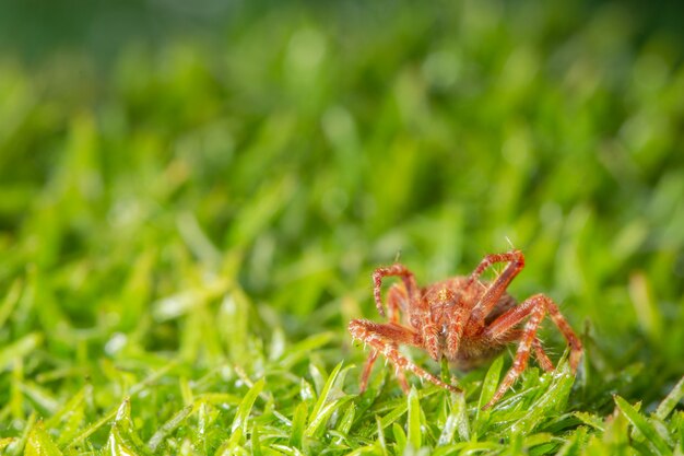 植物のマクロクモ