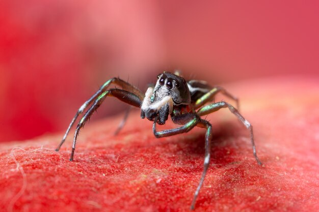 赤い背景にマクロのクモ