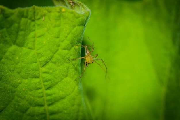 Macro spider select focus, gele kop spider, spin op een bladeren