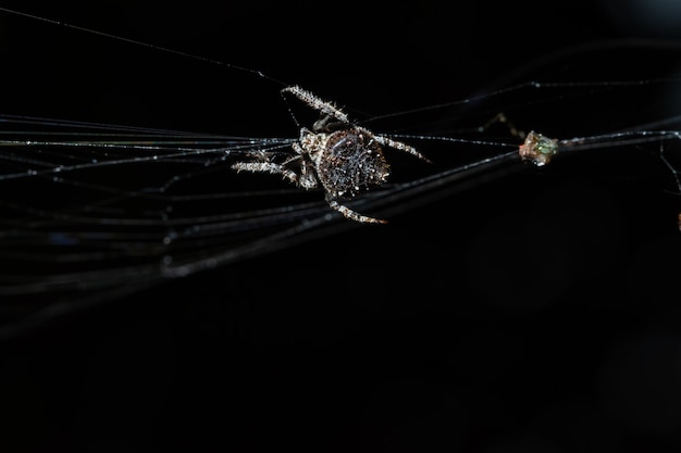 Foto ragno a macroistruzione sulla ragnatela