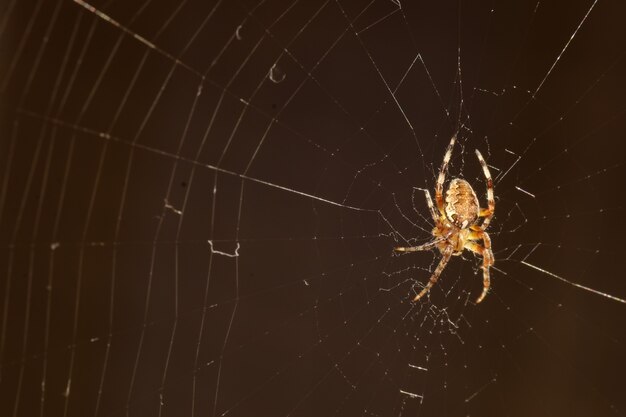 macro spider on the web