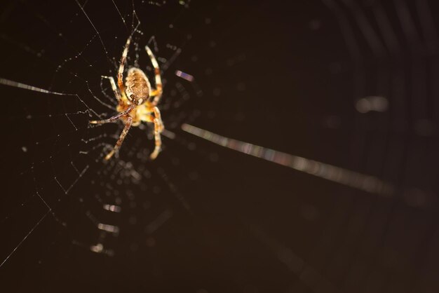 웹에 매크로 거미