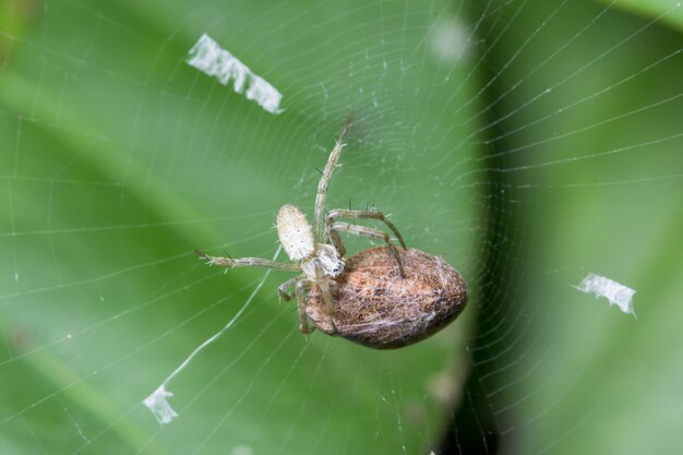 Macro spiders are laying eggs