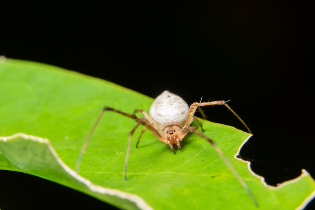 Macro spin op de plant