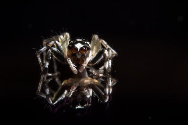 Macro spin op glas