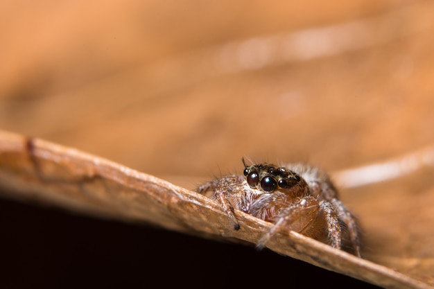 Macro spin op het blad