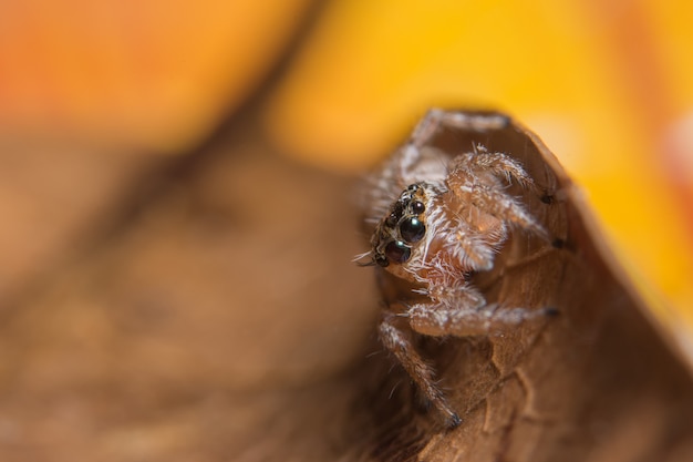 Macro spin op het blad