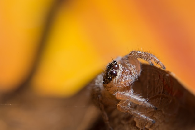 Macro spin op het blad