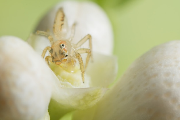 Macro spin op het blad