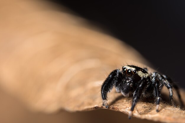 Macro spin op het blad