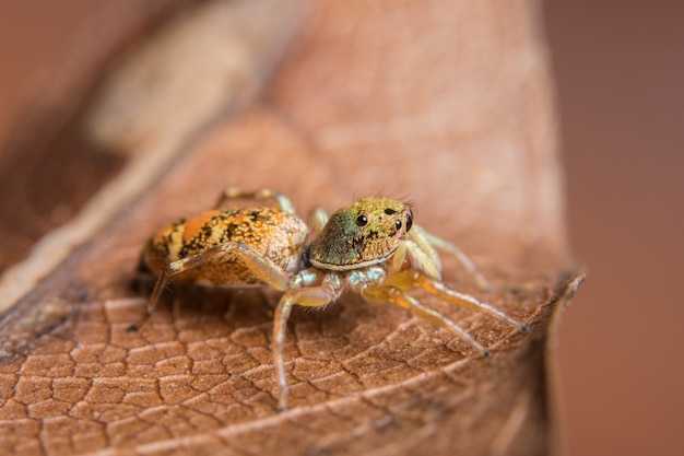 Macro spin op het blad