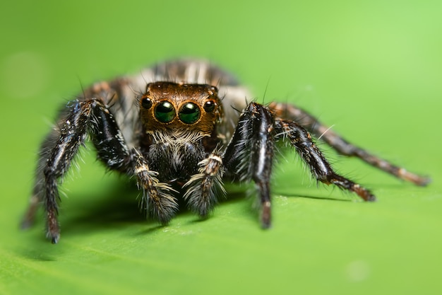 Macro spin op het blad