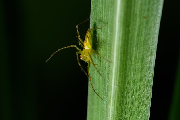 Macro spin op het blad