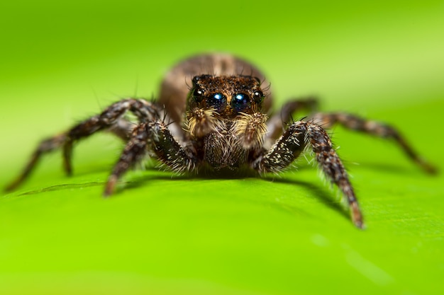 Macro spin op het blad