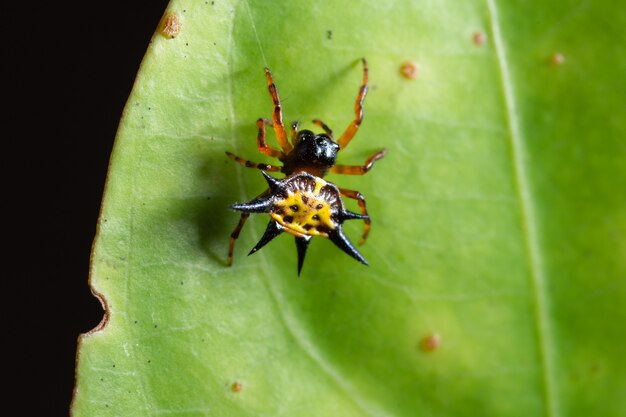 Macro spin op het blad