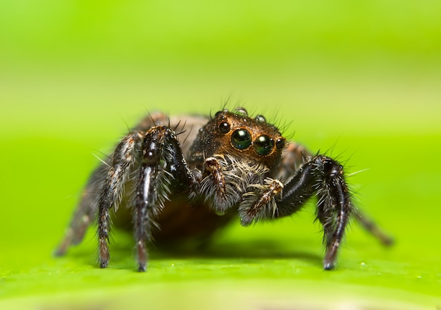 Macro spin op het blad