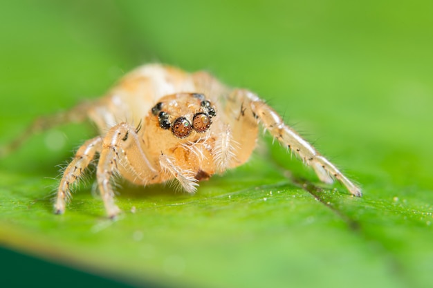 Macro spin op het blad