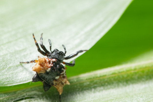 Macro spin op het blad