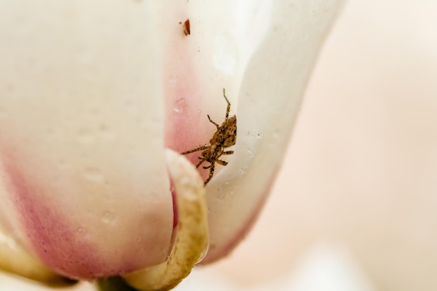 Macro Spin zittend in een magnoliabloem