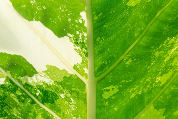 Foglia maculata macro, messa a fuoco selettiva foglie di banana maculate foglie della pianta di banana verde alternato
