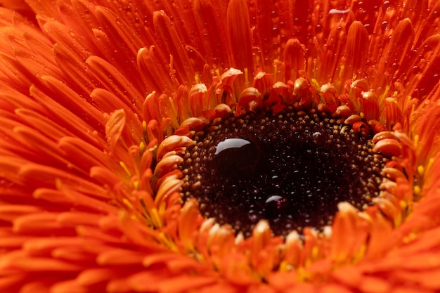 写真 マクロ春のガーベラの花びら