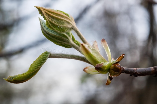 Macro of spring leaf of chestnut