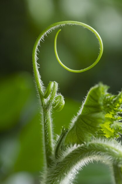 Macro of a stem of a pumpkin plant