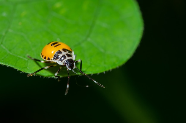 Macro Stink Bug op blad