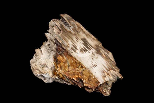 Macro stone mineral petrified wood on a black background