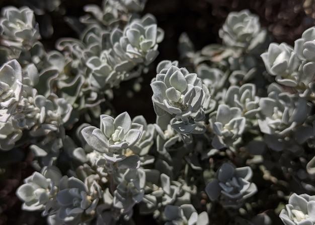 Macro stone rose