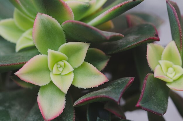 Macro succulent plant. Top view.