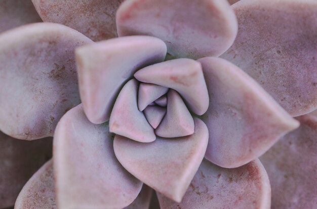 Macro succulente installatie. Bovenaanzicht.