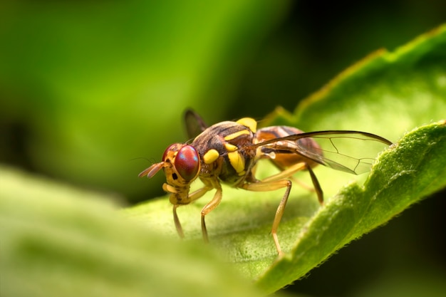 Macro sunflower maggot fly on green leaf