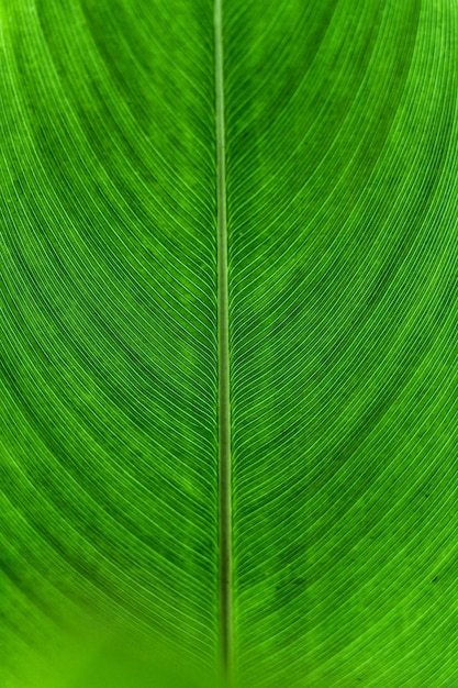 Макрос симметричной текстуры вен зеленого листа однодольного растения на естественном фоне