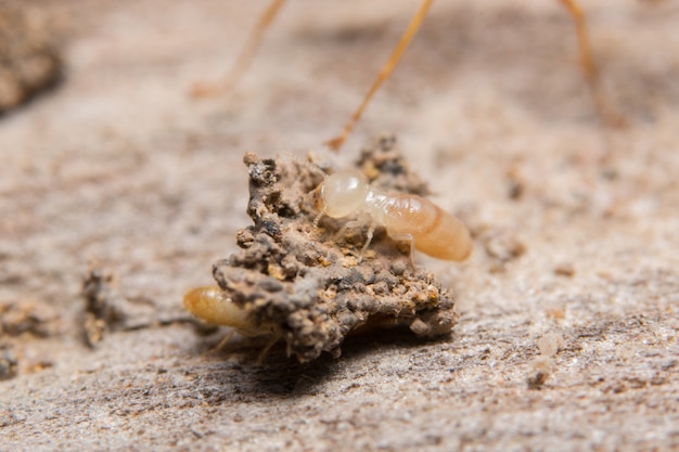 Photo macro termite on wood