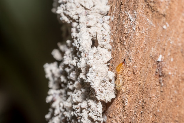 Macro termites are walking on the logs.