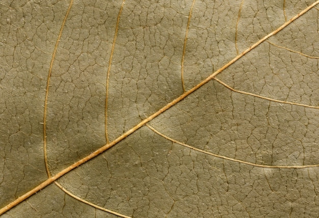 Photo macro texture of dry leaf plants for the background