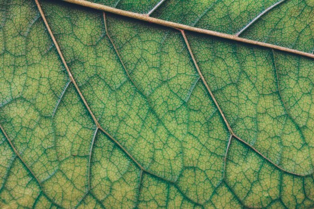 Macro texture of green leaf close  up