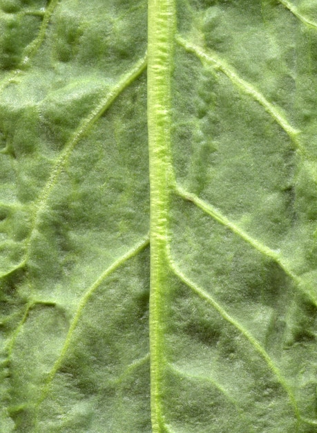 Macro texture of green leaf