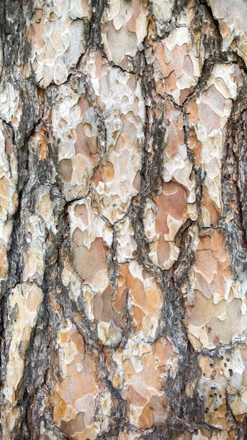 Macro texture image of pine tree bark. Closeup of spruce tree trunk