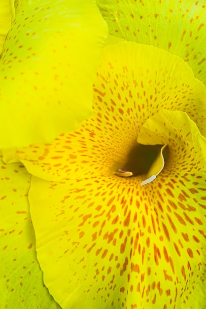 Macro texture on leaf yellow flower nature background