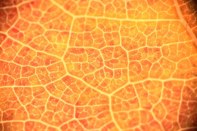 macro texture of leaves / yellow autumn leaf, enlarged macro texture, autumn background concept