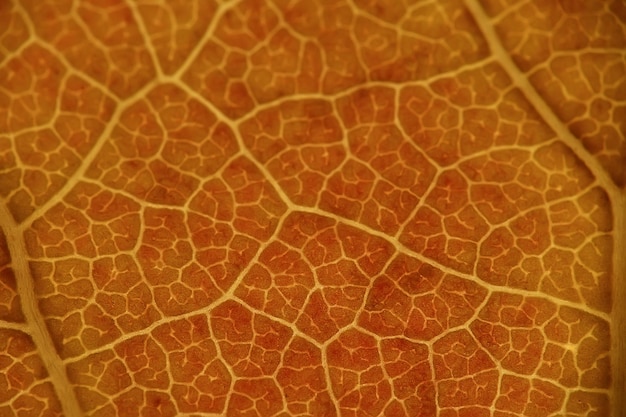 макро текстура листьев / желтый осенний лист, увеличенная макро текстура, концепция осеннего фона
