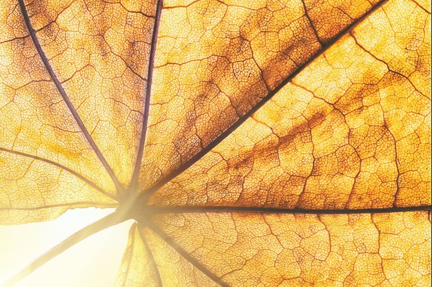 Macro texture of maple autumn leaf shines through in the sunlight, close-up, selective focus