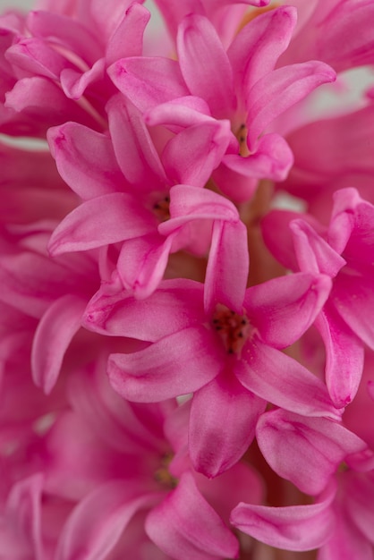 写真 ピンクのヒアシンスの花のマクロテクスチャー