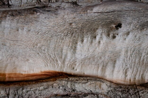 Macro tree bark background and pattern Closeup