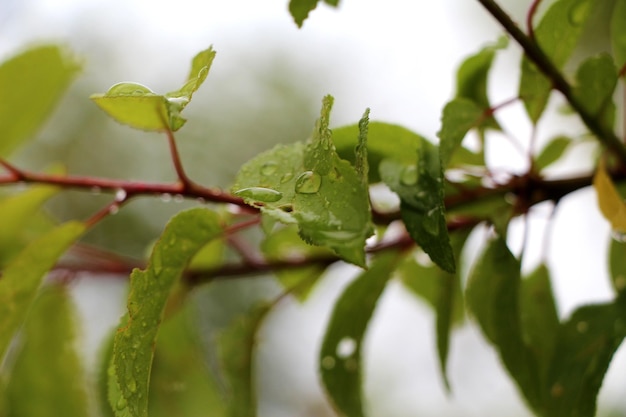 マクロ木の枝に雨滴、葉の接写に露。雨上がりのどんよりした緑の庭。