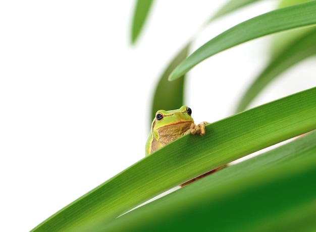 Макро древесной лягушки, сидящей на листе, изолированном на белом